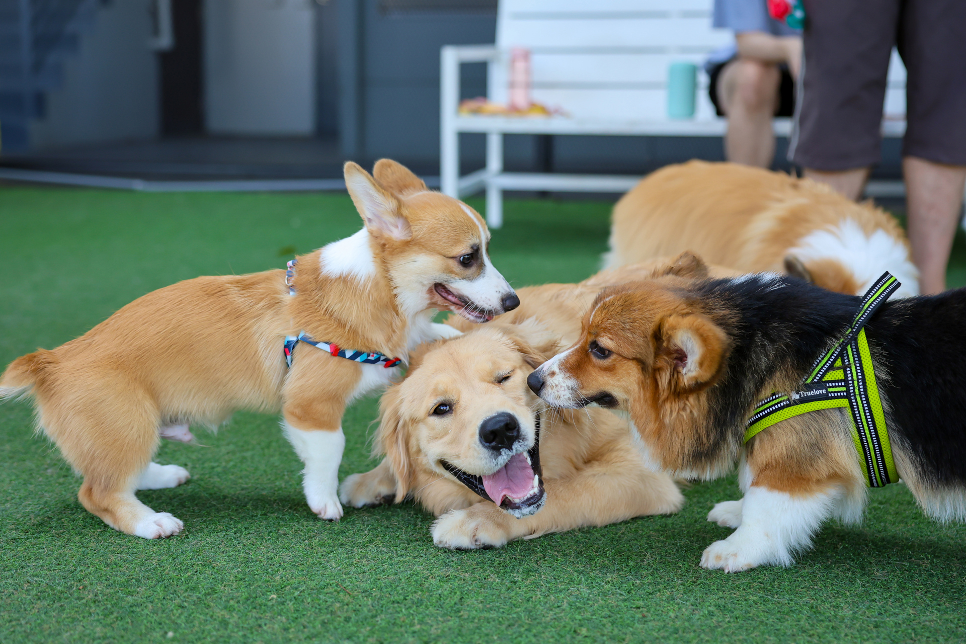 Paws for Pause